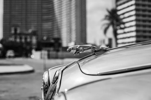 Casino Loony Bingo Android/iOS Forrit